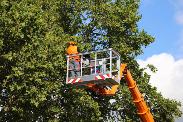 Leaf Removal in Belle Plaine, MN