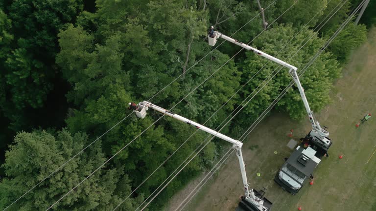 How Our Tree Care Process Works  in  Belle Plaine, MN