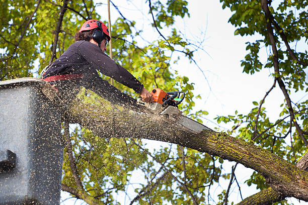 Belle Plaine, MN Tree Care Services Company